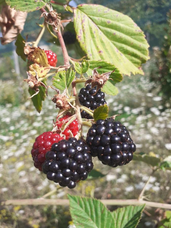 Ca Gennara Agri B&B Porretta Terme Luaran gambar